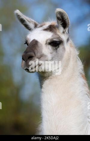 Lama (Lama guanicoe F. glama), portrait, Rhénanie-du-Nord-Westphalie, Allemagne Banque D'Images