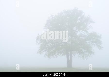 Chêne Pedunculate (Quercus robur) dans la brume matinale, Rhénanie-du-Nord-Westphalie, Allemagne Banque D'Images
