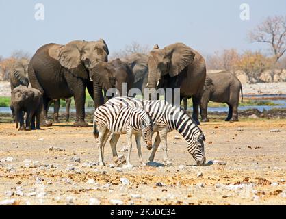 Mère et zèbre foal parcourant les plaines sèches, avec un troupeau d'éléphants en arrière-plan. Etosha, Namibie, Afrique australe Banque D'Images