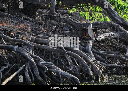 233 ailes de séchage d'oiseau de darter australasien parmi les troncs d'arbre morts. Eau jaune Billabong-Kakadu-Australie. Banque D'Images
