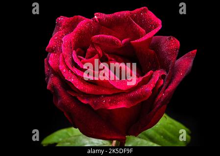 Rose rouge devant un fond noir Banque D'Images