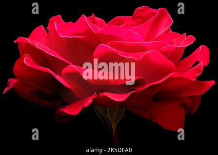 Rose rouge devant un fond noir Banque D'Images