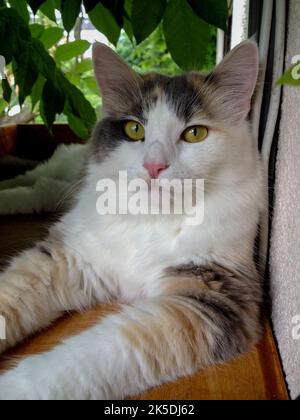 Portrait d'un chat: Élégant, beau et les rois parmi les animaux - chats domestiques. Photographié à l'intérieur comme un cliché... Banque D'Images