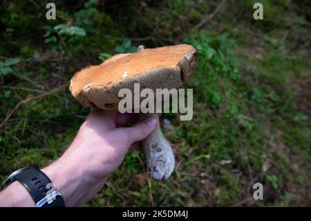 Main tenant deux petits champignons blancs lapène boletus avec une belle texture dans une forêt lettone d'automne léger Banque D'Images