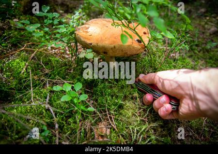 Main tenant deux petits champignons blancs lapène boletus avec une belle texture dans une forêt lettone d'automne léger Banque D'Images