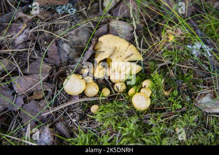 Gros plan de chanterelles dorées fraîches et ondulées dans la terre de bois de mousse de la végétation forestière. Groupe de champignons comestibles de la calotte jaune croissant parmi les arbres en Suède. Banque D'Images