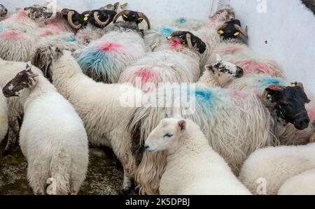 Un troupeau de moutons sur une ferme irlandaise, attendant tranquillement d'être cisaillé. Banque D'Images