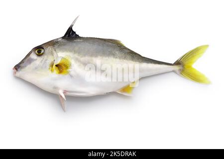 poisson tripode à nez court, poisson-cheval argenté, poisson hélicoptère, gimma isolé sur fond blanc Banque D'Images