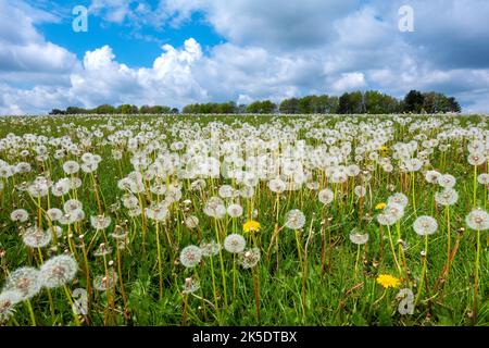 Prairie couverte de pissenlits dans la campagne du Hampshire, Angleterre, Royaume-Uni Banque D'Images