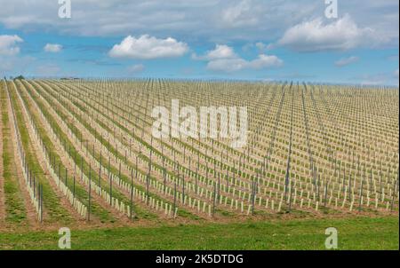 Résumé du vignoble au vignoble de la vallée de Somborne dans la vallée de Test du Hampshire près de Kings Somborne, Hampshire, Angleterre, Royaume-Uni Banque D'Images