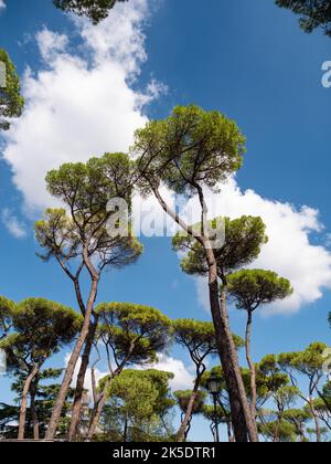 Alep Pine contre le ciel Banque D'Images