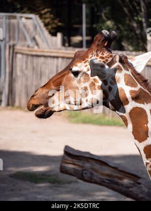 Portrait d'une girafe Banque D'Images