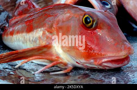 On trouve du gurnard rouge dans diverses parties du monde et son habitat se trouve sur ou près du fond marin. Nouvelle-Zélande. Chelidonichthys cucuculus. Crédit: BSpragg Banque D'Images