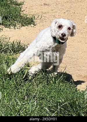 Chien gelé en mouvement lors d'une belle journée d'été dans un parc de Brooklyn, New York. Banque D'Images