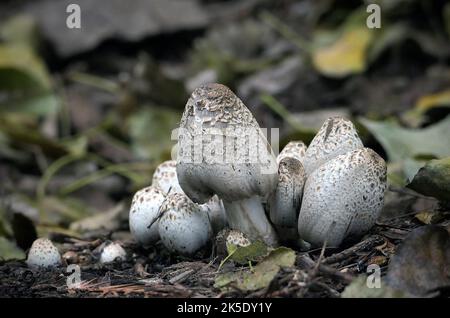 Le Coprinus comatus, calotte d'encre déchiquetée, perruque d'avocat, ou manne déchiquetée, est un champignon courant qui pousse souvent sur les pelouses, le long des routes de gravier et des zones de déchets. Les jeunes corps de fruits apparaissent d'abord comme des cylindres blancs émergeant du sol, puis les bouchons en forme de cloche s'ouvrent. Les calottes sont blanches, et recouvertes de scalesÑthis est l'origine des noms communs du champignon. Les branchies sous le bouchon sont blanches, puis roses, puis deviennent noires et sécrètent un liquide noir rempli de spores (d'où le nom de « bouchon d'encre »). Spécimen photographié en Nouvelle-Zélande. Crédit: BSpragg Banque D'Images