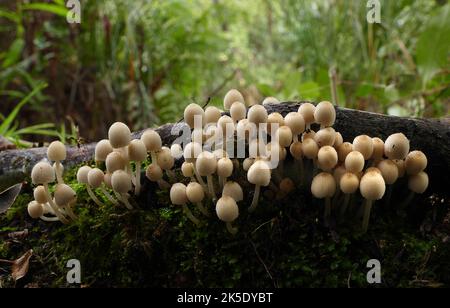 Le Coprinellus dispatus (anciennement le Coprinus dispatus; communément appelé 'fée inkcap' ou 'trooping crumble cap') est une espèce de champignon agarique de la famille des Psathyrellacées. À la différence de la plupart des autres champignons coprinoïdes, C. dislopatus ne se dissout pas en encre noire (deliquesce) à maturité. L'espèce a reçu son nom actuel en 1939 par Jakob Emanuel Lange. Coprinellus dissécatus compte environ 143 sexes (types de reproduction). L'espèce est non toxique. ?Credit: BSpragg Banque D'Images