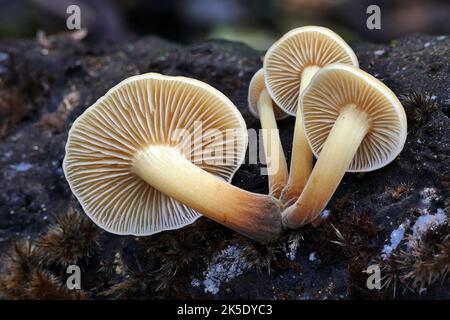 Flammulina velutipes est une espèce de champignon agarique (champignon à volants) de la famille des Physalacriaceae. Au Royaume-Uni, on lui a donné le nom anglais recommandé de queue de velours. Ici photographié dans les bois en Nouvelle-Zélande, où les mycologues y considèrent F. velutipes comme une variété distincte. Crédit: BSpragg Banque D'Images