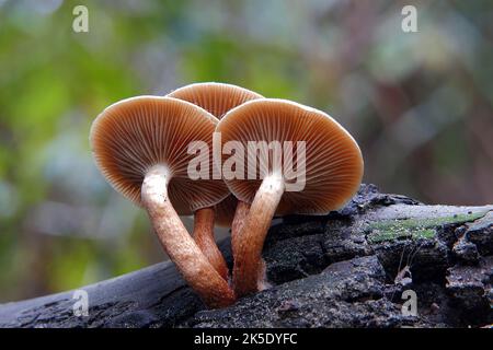 Galerina patagonica est une espèce de champignon agarique de la famille des Hymenogastraceae. Décrit pour la première fois par le mycologue Rolf Singer en 1953, il a une distribution de Gondwanan, et se trouve en Australie, en Nouvelle-Zélande, et en Patagonie (Amérique du Sud), où il pousse sur le bois pourri. Le champignon contient une enzyme laccase qui a été étudiée pour une éventuelle utilisation dans la biorestauration des environnements pollués par le chlorophénol. Crédit : BSpragg Banque D'Images