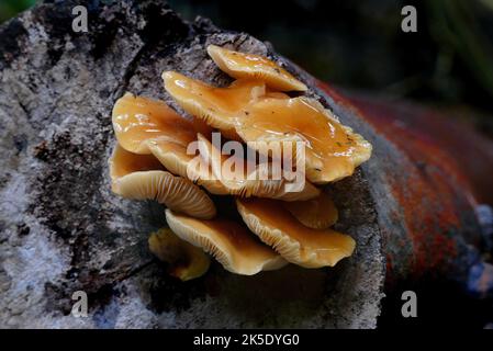 Flammulina velutipes est une espèce de champignon agarique (champignon à volants) de la famille des Physalacriaceae. Au Royaume-Uni, on lui a donné le nom anglais recommandé de queue de velours. Ici photographié dans les bois en Nouvelle-Zélande, où les mycologues y considèrent F. velutipes comme une variété distincte. Crédit: BSpragg Banque D'Images