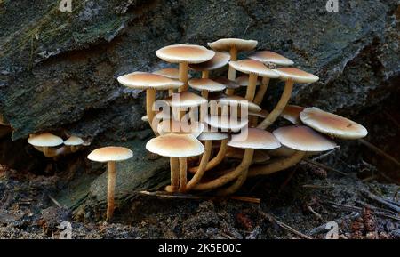 Hypholoma fasciculare, communément connu sous le nom de tuft de soufre ou de mélomane en grappes, est un champignon de bois commun, souvent en évidence quand presque aucun autre champignon est trouvé. Ce champignon saprotrophique des petites branchies se développe prolifique dans les gros touffes sur les souches, les racines mortes ou les troncs pourris d'arbres dicolacés. La tuft de l'ultiphur est amère et toxique; la consommation peut provoquer des vomissements, de la diarrhée et des convulsions. La toxine principale est un stéroïde connu sous le nom de fasciculol E. Credit: BSpragg Banque D'Images