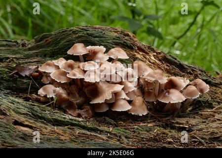 Mycena parsonsii (parfois connu sous le nom de champignon Helmet rose) est un petit champignon saprophytique, un membre des champignons à la coque. Il pousse en amas sur le bois mort de Kunzea ericoides, Leptospermum scoparium, Dacrycarpus dacrydioides, Metrosideros excelsa et d'autres espèces de Metrosideros dans la forêt de podocarpe dicotyledonous des basses terres dans toute la Nouvelle-Zélande en automne et au début de l'hiver. Il peut également croître sur le bois des arbres introduits. Crédit: BSpragg Banque D'Images