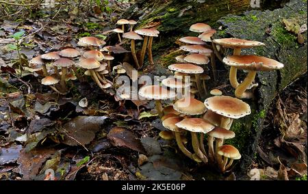 Hypholoma acutum. Un champignon qui peut être trouvé pensé à l'année sur les rondins tombés ou les souches d'arbres décidus. Une fois confondu avec Hypholoma fasciculare, mais le séquençage récent de l'ADN montre que cela ne se produit pas en Nouvelle-Zélande, où ce spécimen a été photographié. Toxique. Crédit: BSpragg Banque D'Images