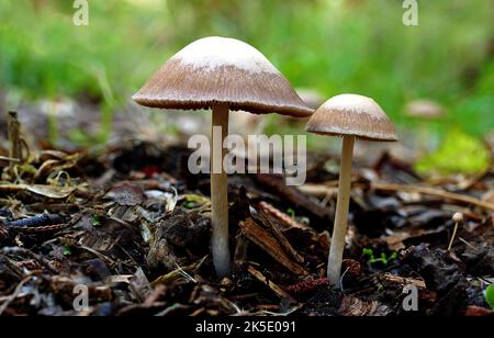 Anaeolus papilionaceus, également connu sous le nom d'Agaricus calosus, Panaeolus campanulatus, Panaeolus retirugis, et Panaeolus sphinctrinus, et communément connu sous le nom de Petticoat mottlegill, est un petit champignon brun très commun et largement distribué qui se nourrit de dung. Ce champignon est l'espèce type du genre Panaeolus.??Credit: BSpragg Banque D'Images