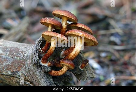 Hypholoma fasciculare, communément connu sous le nom de tuft de soufre ou de mélomane en grappes, est un champignon de bois commun, souvent en évidence quand presque aucun autre champignon est trouvé. Ce champignon saprotrophique des petites branchies se développe prolifique dans les gros touffes sur les souches, les racines mortes ou les troncs pourris d'arbres dicolacés. La tuft de l'ultiphur est amère et toxique; la consommation peut provoquer des vomissements, de la diarrhée et des convulsions. La toxine principale est un stéroïde connu sous le nom de fasciculol E. Credit: BSpragg Banque D'Images