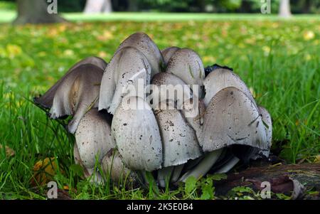 Probablement un champignon de bouchon d'encre lisse. Le champignon de la capsule d'encre lisse est lié à la capsule d'encre déchiquetée, Coprinopsis atramentaria. Quand jeune et blanc à l'intérieur il est considéré comme comestible, mais aucun alcool ne doit être pris dans les 24 heures de manger ce champignon, ou des vomissements et des palpitations se produisent. Le liquide noir de cette cartouche et du bouchon d'encre déchiquable ont été ajoutés à l'encre pour la rendre résistante à la falsification. Si l'encre par écrit est examinée au microscope, les spores sont visibles. Crédit: BSpragg Banque D'Images