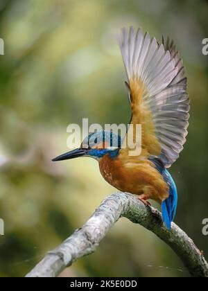 Photo verticale d'un kingfisher perché sur une branche d'arbre prête à voler sur un fond flou Banque D'Images