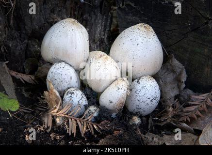 Probablement un champignon de bouchon d'encre lisse. Le champignon de la capsule d'encre lisse est lié à la capsule d'encre déchiquetée, Coprinopsis atramentaria. Quand jeune et blanc à l'intérieur il est considéré comme comestible, mais aucun alcool ne doit être pris dans les 24 heures de manger ce champignon, ou des vomissements et des palpitations se produisent. Le liquide noir de cette cartouche et du bouchon d'encre déchiquable ont été ajoutés à l'encre pour la rendre résistante à la falsification. Si l'encre par écrit est examinée au microscope, les spores sont visibles. Crédit: BSpragg Banque D'Images