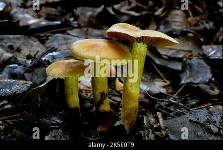 Espèces de Cortinariaceae. Les Cortinariaceae sont une grande famille de champignons de Paris, qui contient plus de 2100 espèces. La famille tire son nom de son plus grand genre, l'espèce variée du genre Cortinarius. De nombreux genres autrefois présents dans les Cortinariaceae ont été placés dans diverses autres familles, dont Hymenogastraceae, Inocybaceae et Bolbitiaceae. La toxine mortelle orellanine a été trouvée dans au moins 34 Cortinariaceae. Cortinariaceae est une famille de champignons de l'ordre des Agaricales.Specimen photographiés en Nouvelle-Zélande. Crédit: BSpragg Banque D'Images