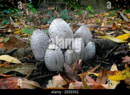 Le Coprinus comatus, calotte d'encre déchiquetée, perruque d'avocat, ou manne déchiquetée, est un champignon courant qui pousse souvent sur les pelouses, le long des routes de gravier et des zones de déchets. Les jeunes corps de fruits apparaissent d'abord comme des cylindres blancs émergeant du sol, puis les bouchons en forme de cloche s'ouvrent. Les calottes sont blanches, et recouvertes de scalesÑthis est l'origine des noms communs du champignon. Les branchies sous le bouchon sont blanches, puis roses, puis deviennent noires et sécrètent un liquide noir rempli de spores (d'où le nom de « bouchon d'encre »). Spécimen photographié en Nouvelle-Zélande. Crédit: BSpragg Banque D'Images