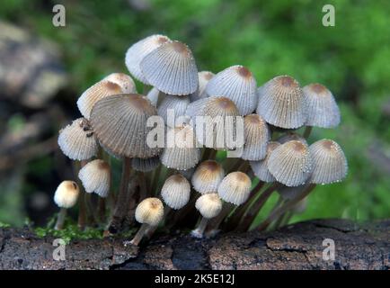 Le Coprinellus dispatus (anciennement le Coprinus dispatus; communément appelé 'fée inkcap' ou 'trooping crumble cap') est une espèce de champignon agarique de la famille des Psathyrellacées. À la différence de la plupart des autres champignons coprinoïdes, C. dislopatus ne se dissout pas en encre noire (deliquesce) à maturité. L'espèce a reçu son nom actuel en 1939 par Jakob Emanuel Lange. Coprinellus dissécatus compte environ 143 sexes (types de reproduction). L'espèce est non toxique. ?Credit: BSpragg Banque D'Images