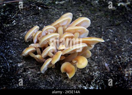 Flammulina velutipes est une espèce de champignon agarique (champignon à volants) de la famille des Physalacriaceae. Au Royaume-Uni, on lui a donné le nom anglais recommandé de queue de velours. Ici photographié dans les bois en Nouvelle-Zélande, où les mycologues y considèrent F. velutipes comme une variété distincte. Crédit: BSpragg Banque D'Images