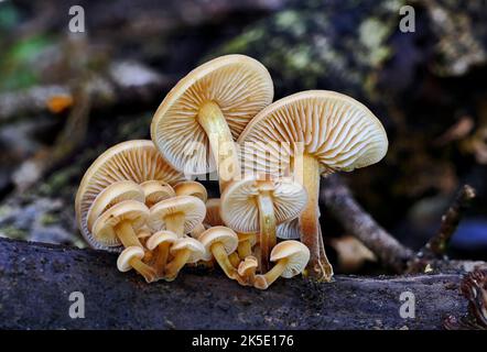 Flammulina velutipes est une espèce de champignon agarique (champignon à volants) de la famille des Physalacriaceae. Au Royaume-Uni, on lui a donné le nom anglais recommandé de queue de velours. Ici photographié dans les bois en Nouvelle-Zélande, où les mycologues y considèrent F. velutipes comme une variété distincte. Crédit: BSpragg Banque D'Images