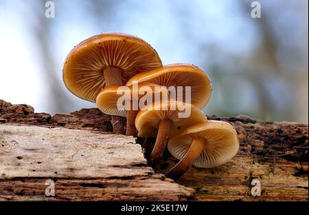 Flammulina velutipes est une espèce de champignon agarique (champignon à volants) de la famille des Physalacriaceae. Au Royaume-Uni, on lui a donné le nom anglais recommandé de queue de velours. Ici photographié dans les bois en Nouvelle-Zélande, où les mycologues y considèrent F. velutipes comme une variété distincte. Crédit: BSpragg Banque D'Images