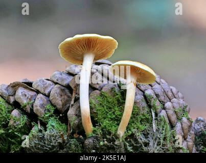 Galerina patagonica est une espèce de champignon agarique de la famille des Hymenogastraceae. Décrit pour la première fois par le mycologue Rolf Singer en 1953, il a une distribution de Gondwanan, et se trouve en Australie, en Nouvelle-Zélande, et en Patagonie (Amérique du Sud), où il pousse sur le bois pourri. Le champignon contient une enzyme laccase qui a été étudiée pour une éventuelle utilisation dans la biorestauration des environnements pollués par le chlorophénol. Crédit : BSpragg Banque D'Images