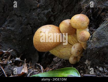 Gymnopilus junonius est une espèce de champignon de la famille des Cortinariaceae. Communément connu sous le nom de salle de gym riant, chapeau riant, Jim riant, ou le spectaculaire branchie rouillée, ce gros champignon orange se trouve généralement sur des souches d'arbres, des rondins, ou des bases d'arbres. Certaines sous-espèces de ce champignon contiennent la gymnopiline oligoisoprénoïde neurotoxique. Ce spécimen photographié en Nouvelle-Zélande, où Gymnopilus junonius a été introduit. Ce champignon se développe en grappes denses sur des souches et des grumes de feuillus et de conifères. Gymnopilus junonius a des propriétés psychoactives. ?Credit: BSpragg Banque D'Images