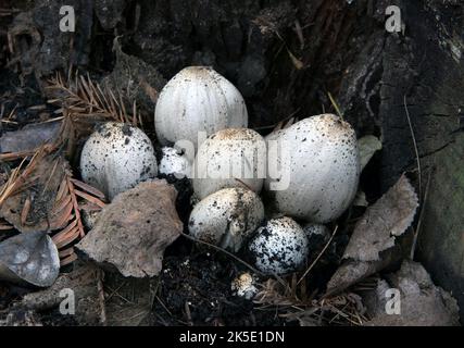 Le Coprinus comatus, calotte d'encre déchiquetée, perruque d'avocat, ou manne déchiquetée, est un champignon courant qui pousse souvent sur les pelouses, le long des routes de gravier et des zones de déchets. Les jeunes corps de fruits apparaissent d'abord comme des cylindres blancs émergeant du sol, puis les bouchons en forme de cloche s'ouvrent. Les calottes sont blanches, et recouvertes de scalesÑthis est l'origine des noms communs du champignon. Les branchies sous le bouchon sont blanches, puis roses, puis deviennent noires et sécrètent un liquide noir rempli de spores (d'où le nom de « bouchon d'encre »). Spécimen photographié en Nouvelle-Zélande. Crédit: BSpragg Banque D'Images