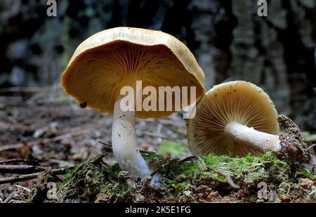 Gymnopilus eucalyptorum est une espèce de champignons de la famille des Cortinariaceae. Les Cortinariaceae sont une grande famille de champignons de Paris, qui contient plus de 2100 espèces. La famille tire son nom de son plus grand genre, l'espèce variée du genre Cortinarius. Banque D'Images