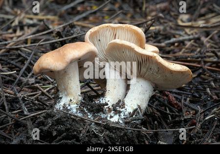 Hebeloma est un genre de champignons de la famille des Hymenogastraceae. Trouvé dans le monde entier, il contient la tarte empoisonnée ou les gâteaux de fée (Hebeloma crustuliniforme) et le champignon ghoul (H. aminophilum), de l'Australie occidentale, qui pousse sur des restes animaux pourris. Le nom générique est un composé grec ancien mot h?b?, 'jeune' ou 'puberty' et le suffixe -loma (????), une frange (se rapportant au voile fongique). Ainsi, Hebeloma se traduit par 'frange de la jeunesse', en référence à la façon dont le voile fongique n'est vu que dans les spécimens immatures. Crédit: BSpragg Banque D'Images