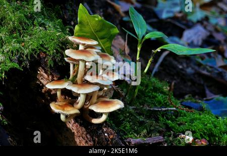 Hypholoma acutum. Un champignon qui peut être trouvé pensé à l'année sur les rondins tombés ou les souches d'arbres décidus. Une fois confondu avec Hypholoma fasciculare, mais le séquençage récent de l'ADN montre que cela ne se produit pas en Nouvelle-Zélande, où ce spécimen a été photographié. Toxique. Crédit: BSpragg Banque D'Images