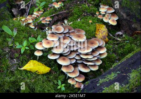 Hypholoma acutum. Un champignon qui peut être trouvé pensé à l'année sur les rondins tombés ou les souches d'arbres décidus. Une fois confondu avec Hypholoma fasciculare, mais le séquençage récent de l'ADN montre que cela ne se produit pas en Nouvelle-Zélande, où ce spécimen a été photographié. Toxique. Crédit: BSpragg Banque D'Images