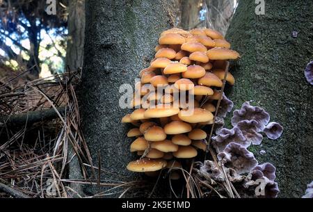 Hypholoma acutum. Un champignon qui peut être trouvé pensé à l'année sur les rondins tombés ou les souches d'arbres décidus. Une fois confondu avec Hypholoma fasciculare, mais le séquençage récent de l'ADN montre que cela ne se produit pas en Nouvelle-Zélande, où ce spécimen a été photographié. Toxique. Crédit: BSpragg Banque D'Images