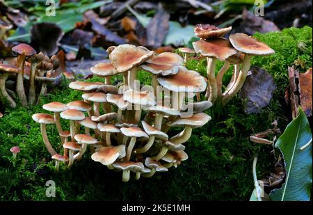 hypholoma acutum. Un champignon qui peut être trouvé pensé à l'année sur les rondins tombés ou les souches d'arbres décidus. Une fois confondu avec Hypholoma fasciculare, mais le séquençage récent de l'ADN montre que cela ne se produit pas en Nouvelle-Zélande, où ce spécimen a été photographié. Banque D'Images