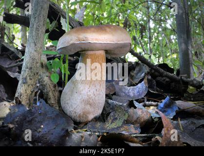 Boletus edulis (cep, penny bun, porcino ou porcini) est un champignon basidiomycète. Largement distribué dans l'hémisphère Nord à travers l'Europe, l'Asie et l'Amérique du Nord, il ne se trouve pas naturellement dans l'hémisphère Sud, bien qu'il ait été introduit en Afrique australe, en Australie, en Nouvelle-Zélande et au Brésil. Plusieurs champignons européens étroitement liés autrefois considérés comme des variétés ou des formes de B. edulis ont été montrés en utilisant l'analyse phylogénétique moléculaire pour être des espèces distinctes, et d'autres précédemment classés comme espèces distinctes sont conspécifiques avec cette espèce.??Credit: BSpragg Banque D'Images