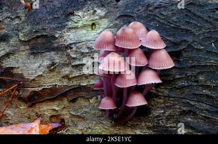 Mycena clarkeana (originaire de Nouvelle-Zélande et d'Australie) décompose les composés complexes que l'on trouve dans le bois. Fréquent sur le bois mort dans la forêt tropicale et la grande forêt d'eucalyptus en automne et en hiver, et parfois dans les types de forêt plus secs. Mycena clarkeana a de belles teintes lilas et une petite frange autour du bord de la casquette. Photographié en Nouvelle-Zélande. ?Credit: BSpragg Banque D'Images