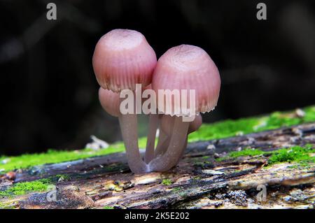 Mycena clarkeana (originaire de Nouvelle-Zélande et d'Australie) décompose les composés complexes que l'on trouve dans le bois. Fréquent sur le bois mort dans la forêt tropicale et la grande forêt d'eucalyptus en automne et en hiver, et parfois dans les types de forêt plus secs. Mycena clarkeana a de belles teintes lilas et une petite frange autour du bord de la casquette. Photographié en Nouvelle-Zélande. ?Credit: BSpragg Banque D'Images