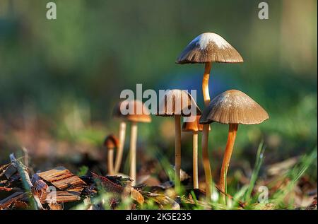 Anaeolus papilionaceus, également connu sous le nom d'Agaricus calosus, Panaeolus campanulatus, Panaeolus retirugis, et Panaeolus sphinctrinus, et communément connu sous le nom de Petticoat mottlegill, est un petit champignon brun très commun et largement distribué qui se nourrit de dung. Ce champignon est l'espèce type du genre Panaeolus.??Credit: BSpragg Banque D'Images